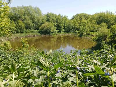 Сосновый бор, море и монастырь - для тех, кто устал от цивилизации
