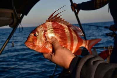 Рыбалка и морская прогулка в Красном море