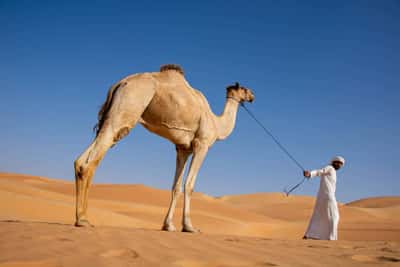 Утреннее сафари в Абу-Даби