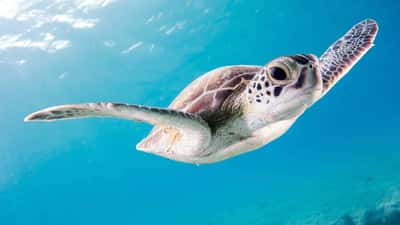 Курс по дайвингу - начальный уровень PADI Open Water