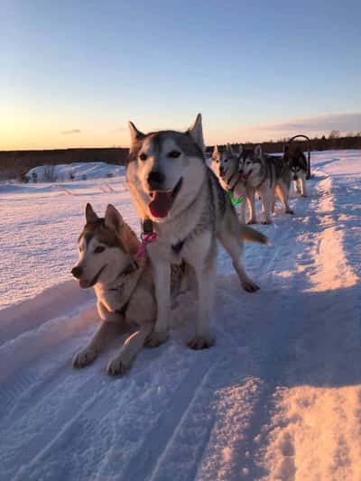 Зимний Бакуриани - катание на нартах и упряжках хаски