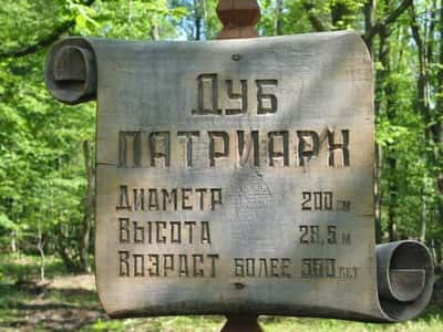 Заповедный напев Беловежской пущи