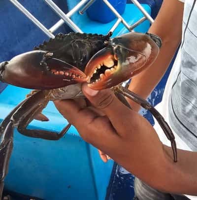 Ловля крабов на реке Нерул и вкусный ужин с напитками в ресторане