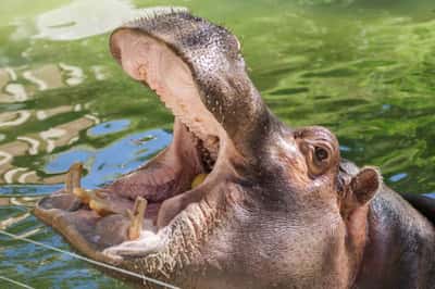 Входной билет в зоологический сад Bioparco di Roma