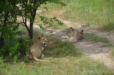 Личный гид для Вас с авто - Сафари-парк львов «Тайган»