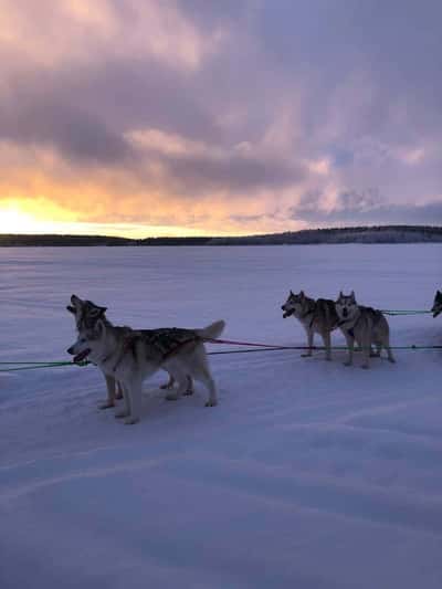 Зимний Бакуриани - катание на нартах и упряжках хаски