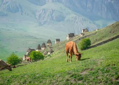 Три республики Кавказа с заездом в понедельник