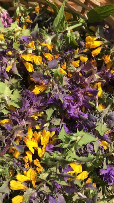 Экскурсия по ферме с мастер-классом по чайному сбору