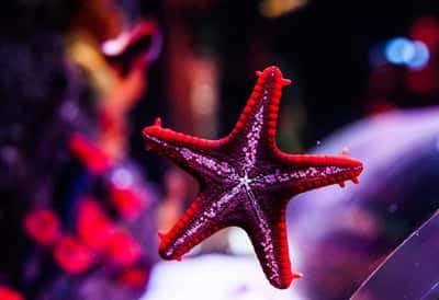 Аквариум «Флория» - посетите один из самых больших аквариумов в Европе