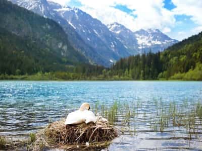 Замки короля Людовика II Баварского. Нойшванштайн, Хоэншвангау и Лебединое озеро