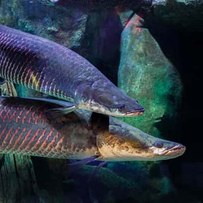 В гости к Посейдону: аквариум National Aquarium Абу-Даби