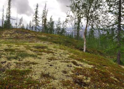 Заполярный Таймыр. Хатанга - мыс Челюскин - Хатанга