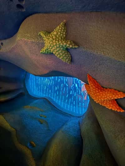 Tokyo DisneySea: билет на один день