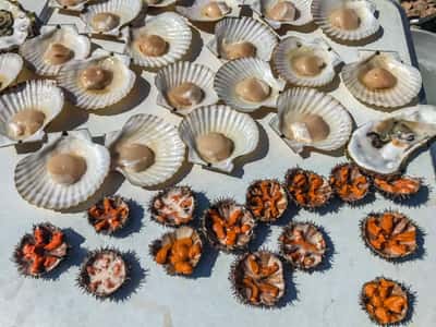 Гастротур на островах и морские тюлени