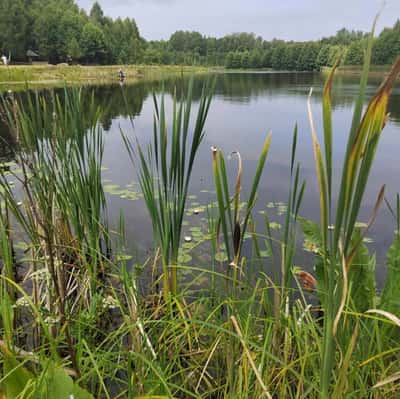 Путешествие в Беловежскую пущу - уникальный памятник природы