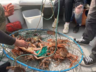 Морская рыбалка в Тихом океане на быстроходном катере
