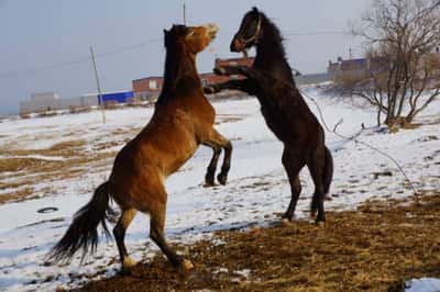 Прикасаясь к приморью по-новому! Конная прогулка вдоль моря. Изумительные бухты Стеклянная и Шамора