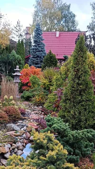 Сад Татьяны Воловик: хвойная коллекция в китайском стиле