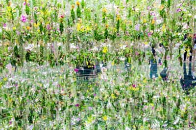 TeamLab Planets TOKYO Digital Art Museum: входной билет