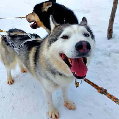 Путешествие на Кольский полуостров за Северным сиянием