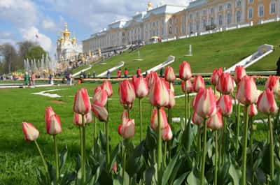 Из Петербурга в Петергоф в мини-группе