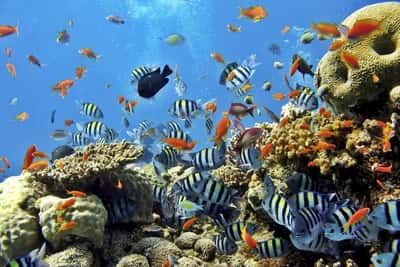 Путешествие на остров Утопия