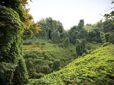 Insta-tour - ботанический рай и крепость Петра