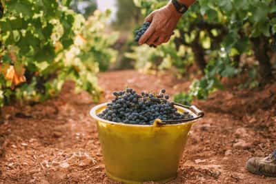 In vino veritas! Истина - в вине
