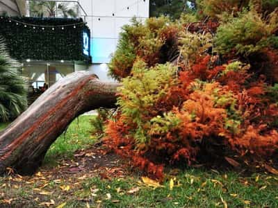 Четыре сезона: городская бродилка по Сочи (в мини-группе)