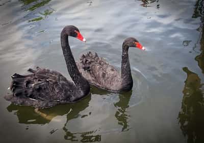Храмовое ожерелье Ярославля