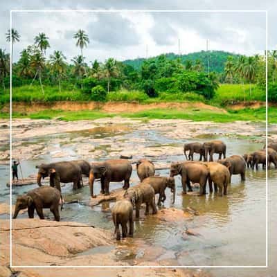 Слоновий питомник Пиннавеле, сад Перадения, озеро Канди