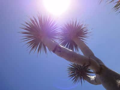 Остров La Gomera и W. Shakespeare, как «джентльмен удачи»