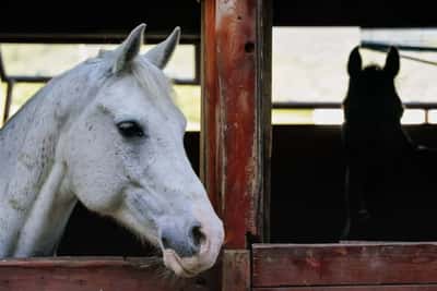 Экскурсия для школьников: знакомство с миром лошадей