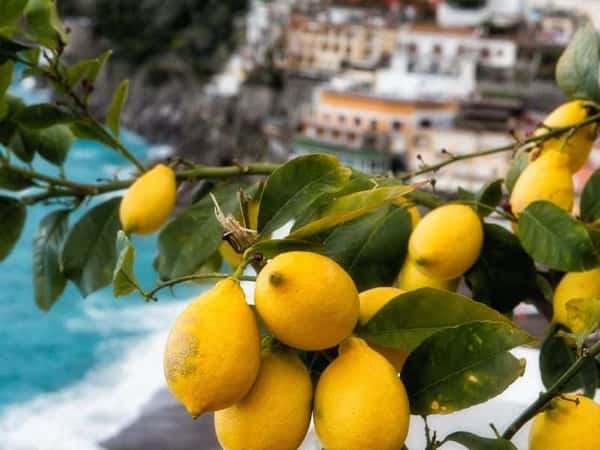 Амальфитанское побережье: лимоны и лимончелло