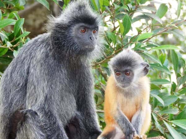 Река светлячков 🌙✨, дружелюбные лангуры и семь уровней водопада