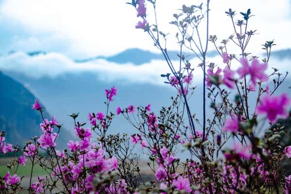 Особое время на Алтае: автотур с прогулками по местам цветения маральника