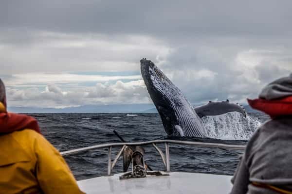 На поиски китов и северного сияния в Териберку