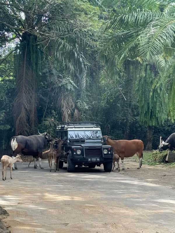 Сафари на джипе по парку Bali Safari and Marine park