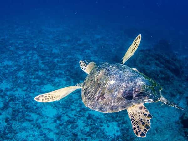 Тулум: снорклинг с морскими черепахами и купание в сеноте