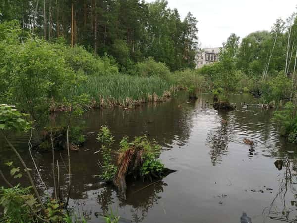 Новосибирский Академгородок: прогулка по городу-лесу