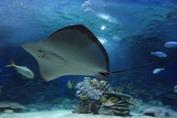 Входной билет в аквариум SEA LIFE Istanbul
