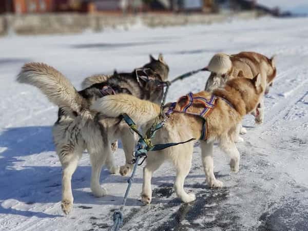 Священное озеро Листвянка