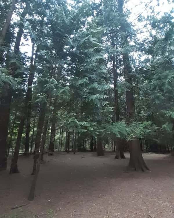 Увлекательная экскурсия по Зеленоградску и Куршской косе