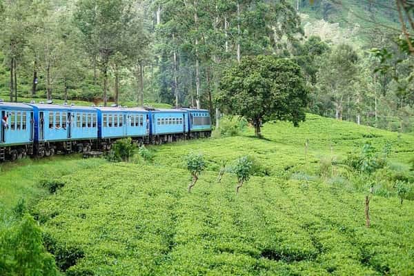 Горы Шри-Ланки: чайные плантации, экзотические растения и водопады