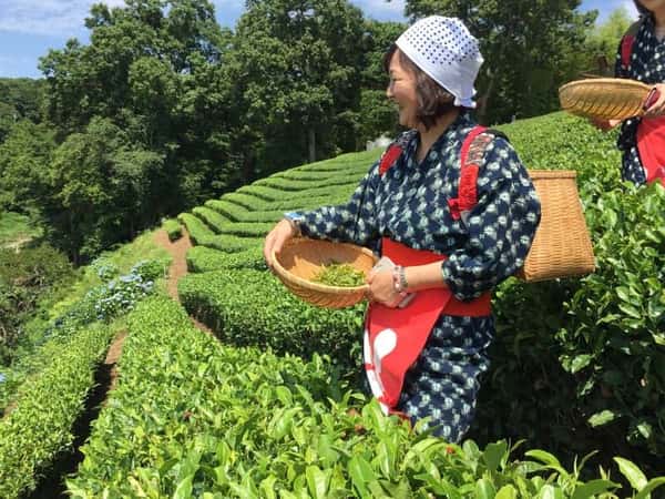 Изумрудная зелень майского чая: сбор первого урожая