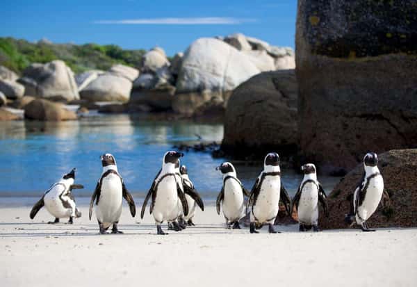 ЮАР - Кейптаун: мыс Доброй Надежды, пингвины и захватывающий Чапменс-Пик