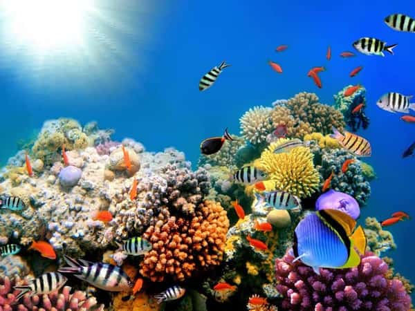 Дайвинг в фантастическом Красном море