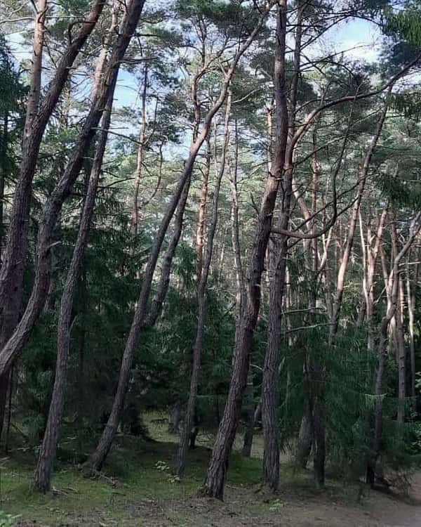 Увлекательная экскурсия по Зеленоградску и Куршской косе