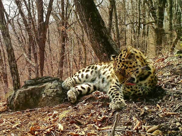 В Гузерипль по «тропе леопарда» + термальные источники