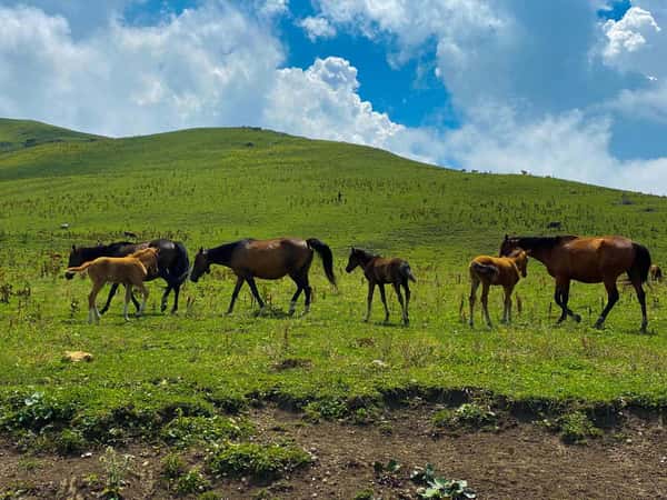 Село хой чеченская республика фото